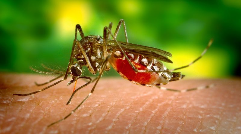 mosquito 542156 1280