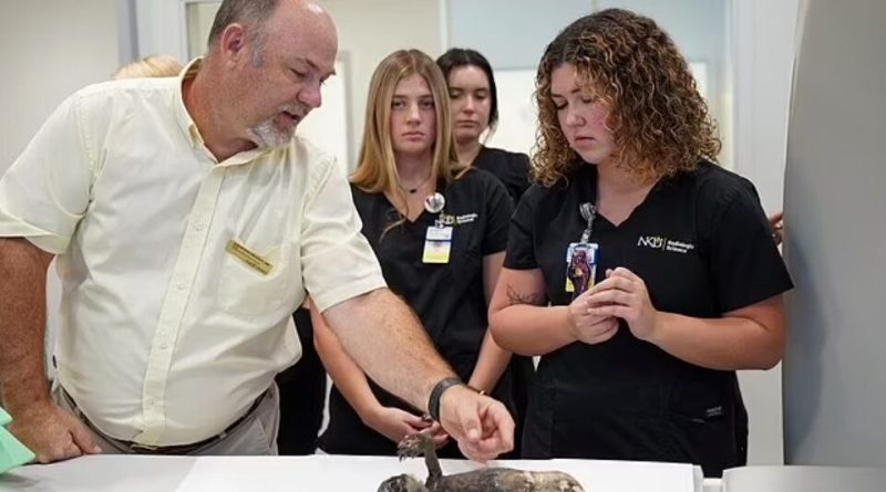 فاش کردن اسرار پری دریایی فیجی با اشعه ایکس/ عکس