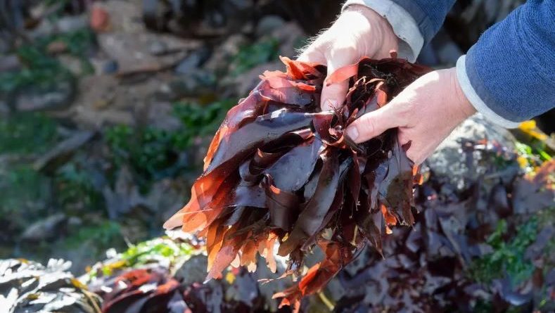 چگونه جلبک دریایی گذشته را شکل داد و می‌تواند آینده ما را شکل دهد؟ /