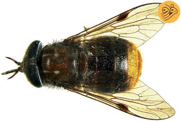 جنجال سوسک هیتلری؛ اختلاف دانشمندان شدت گرفت 10 مگس بیانسه