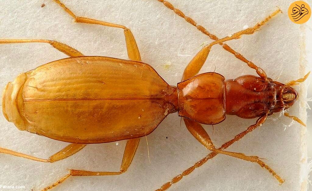 جنجال سوسک هیتلری؛ اختلاف دانشمندان شدت گرفت 8 سوسک هیتلری