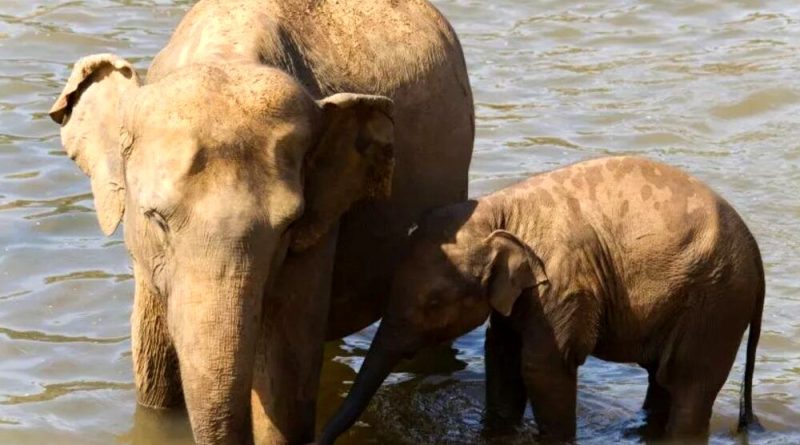 بازگشت موجود غول‌پیکر باستانی با علم ژنتیک/ عکس