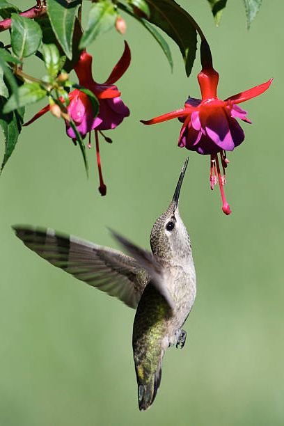 8 گیاه همیشه سبز و قشنگ مناسب نگهداری در بالکن 16 فوشیا