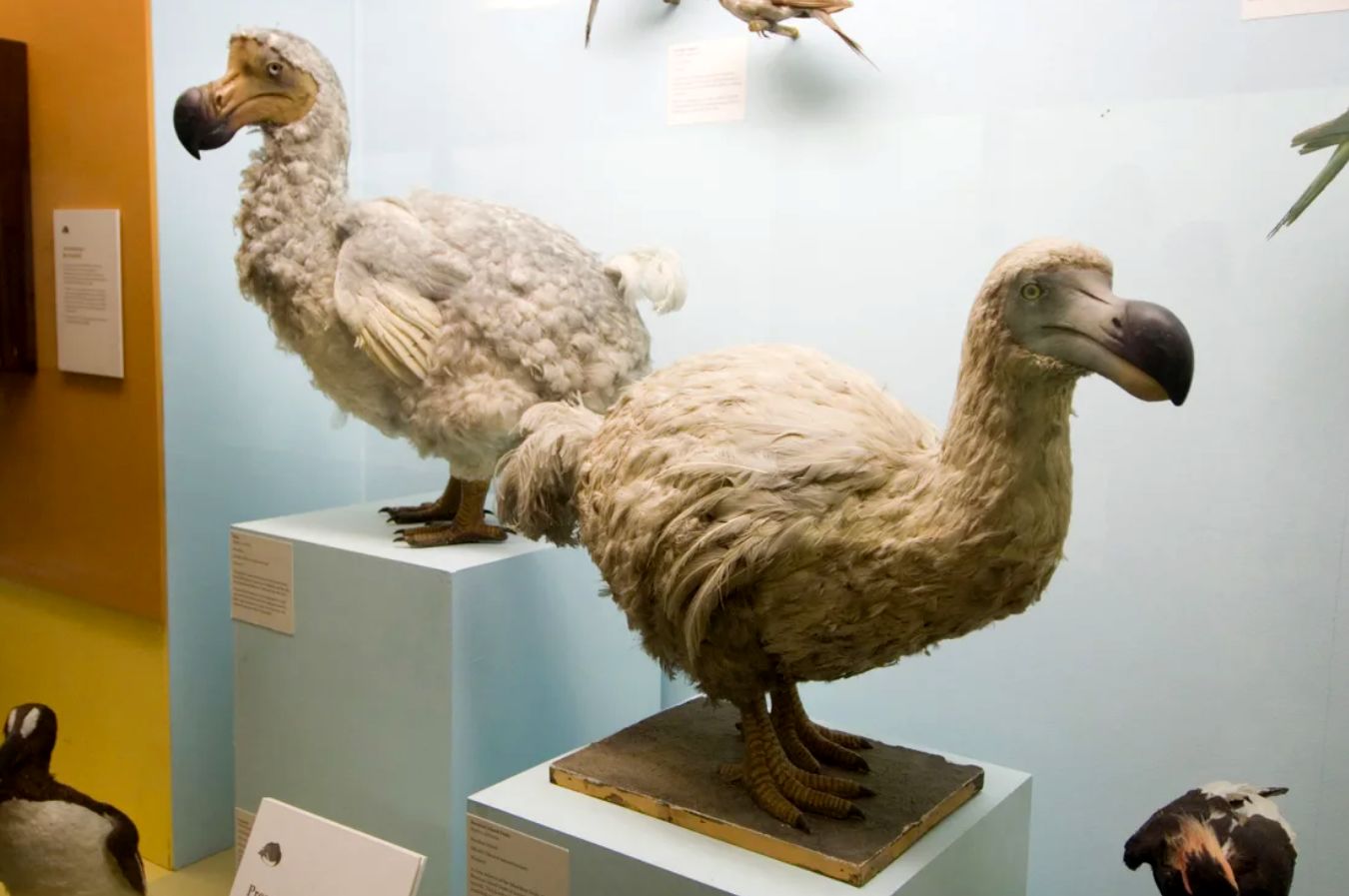 انقراض دسته جمعی چیست و چرا دانشمندان فکر می کنند ما در میانه یک انقراض قرار داریم؟ (مطالب سی ان ان معمولا زود میسوزن زیرنویس عکس ها در متن گنجانده و ذکر شده اند)