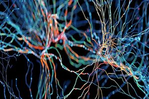 کشف یک تفاوت اساسی بین مغز انسان و سایر گونه های جانداران