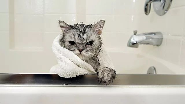 ۱۰ نکته که گربه‌دوستان باید بدانند؛ حیوان خانگی شما از چه کار‌هایی متنفر است؟