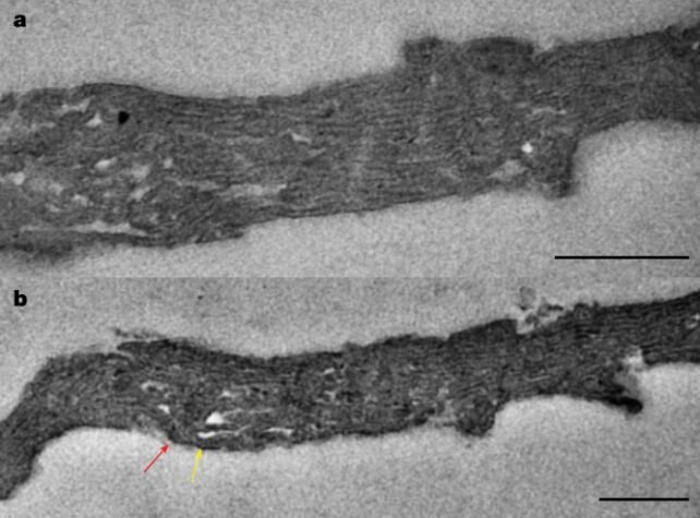 کشف راز ۱.۷۵ میلیارد ساله منشاء حیات 4 2