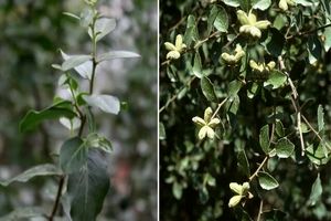 واکسن‌سازی، بدون استفاده از درخت صابون ممکن شد