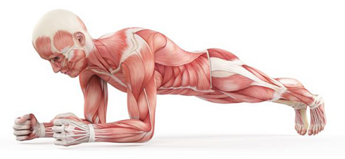 plank-fat-burning.jpg