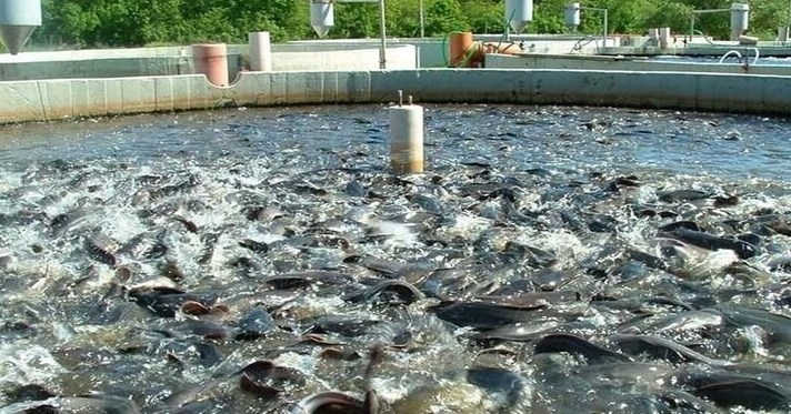 فناوری های ژاپنی به صنعت شیلات ایران وارد می شود