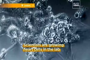 قلب آزمایشگاهی برای آموزش به هوش مصنوعی به کار می‌رود