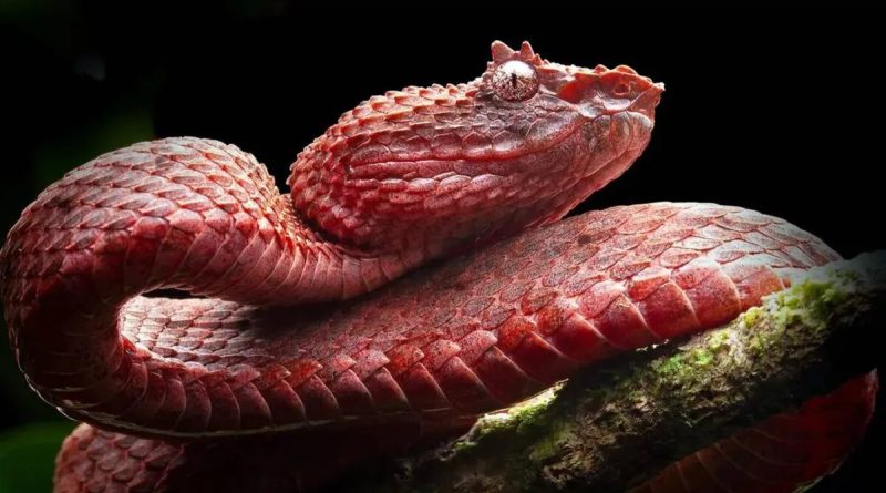 مارها سریع‌تر از آنچه فکرش را بکنید تکامل پیدا می‌کنند!