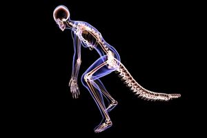 محققان در پژوهشی تازه متوجه شدند که چرا انسان‌ها دم ندارند