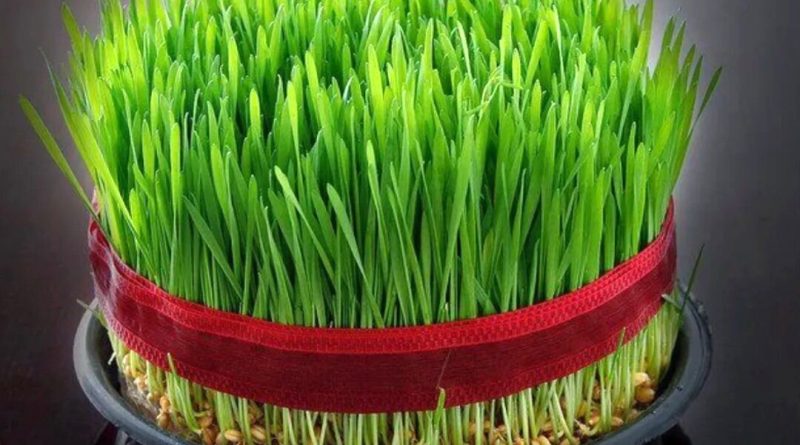 معرفی ۷ مدل سبزه برای نوروز و سفره هفت‌سین/ از امروز تا ۲۴ اسفند وقت دارید