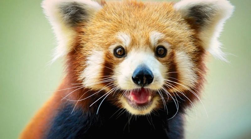 پاندای قرمز