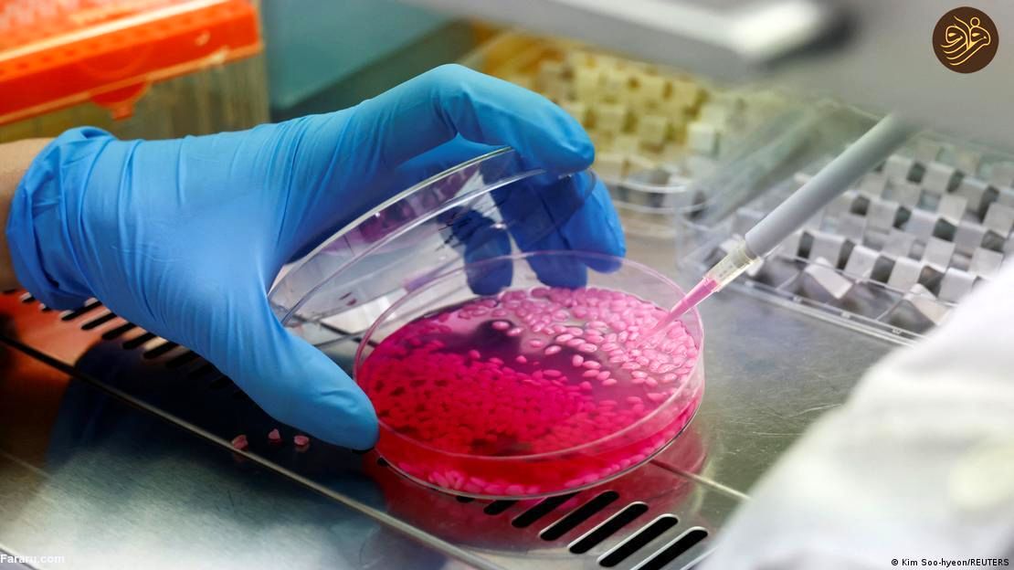 برنج گوشت گاو تشکیل شد/ آیا این برنج شگفت را میخورید؟_طلوع شرق 4 آیا برنج گوشت گاو آزمایشگاهی را می خورید؟ / خوانده شد