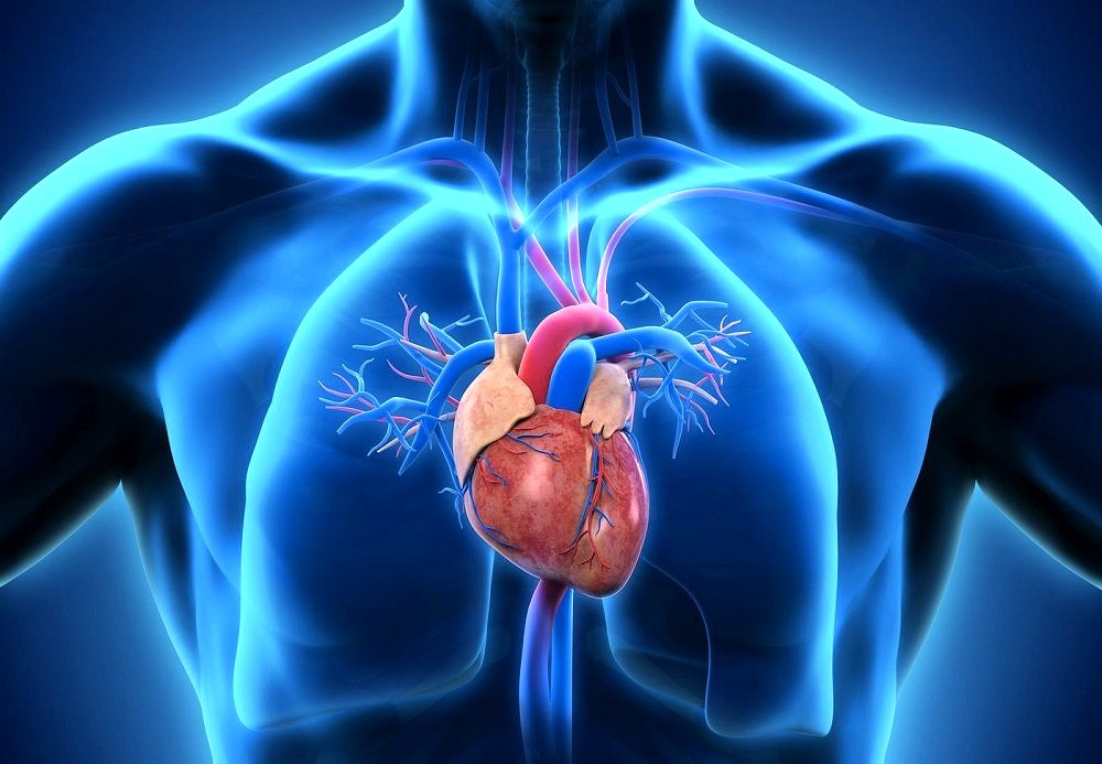 مغز کوچک قلب؛ دلایل علمی بر تایید خوش قلبی، تصمیم گیری با قلب و..._طلوع شرق 2 1712524711 546 مغز کوچک قلب؛ دلایل علمی بر تایید خوش قلبی، تصمیم