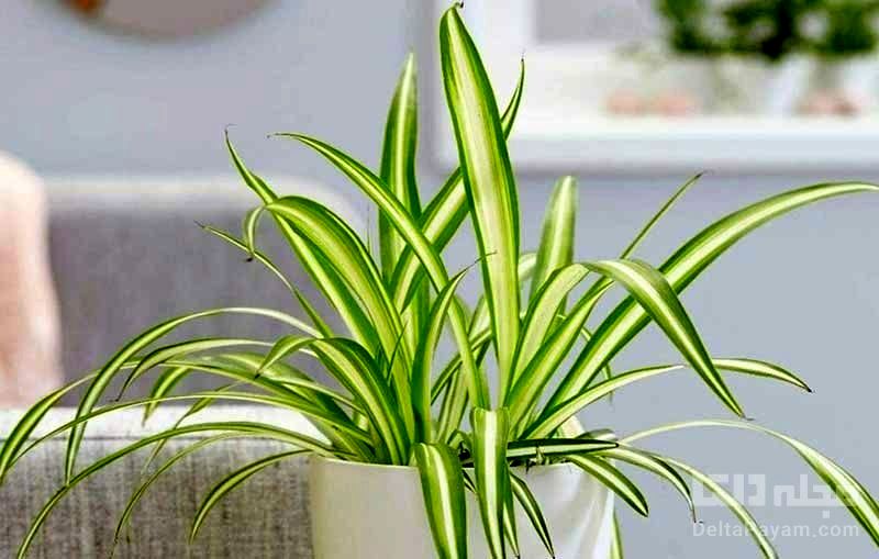 این ۷ گیاه آپارتمانی، هوای خانه را تمیز می‌کنند