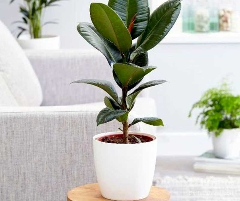 این ۷ گیاه آپارتمانی، هوای خانه را تمیز می‌کنند