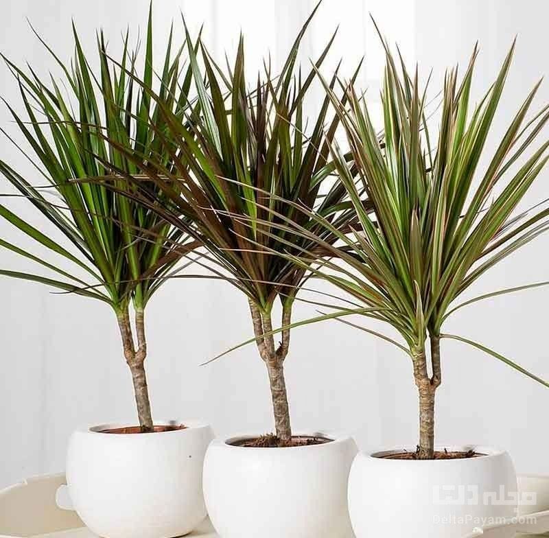 این ۷ گیاه آپارتمانی، هوای خانه را تمیز می‌کنند