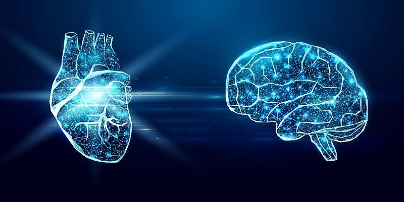 مغز کوچک قلب؛ دلایل علمی بر تایید خوش قلبی، تصمیم گیری با قلب و...