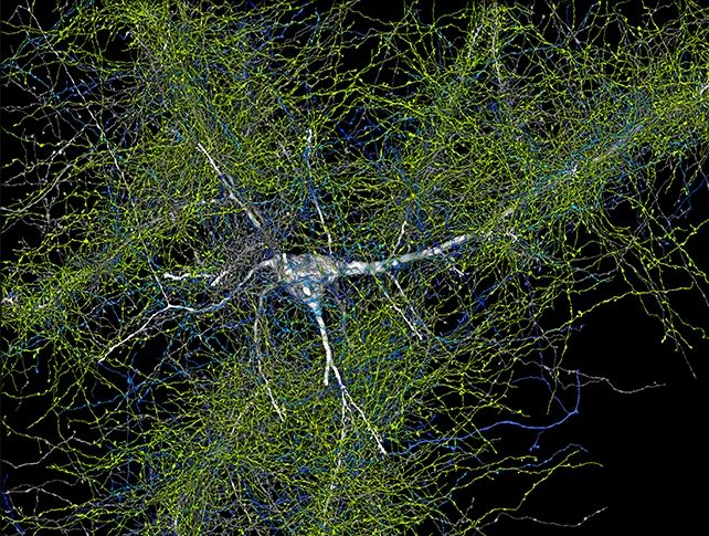 جزئی‌ترین تصویر از مغز انسان که تابه‌حال دیده‌اید!