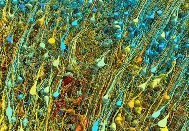 جزئی‌ترین تصویر از مغز انسان که تابه‌حال دیده‌اید!