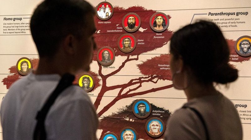 درخت تکاملی در موزه تاریخ طبیعی اسمیتسونیان در واشنگتن. به تاریخ ۲۰ طوئیه ۲۰۲۳