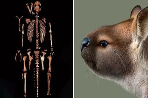 کشف فسیل دست نخورده یک گونه کانگوروی عجیب