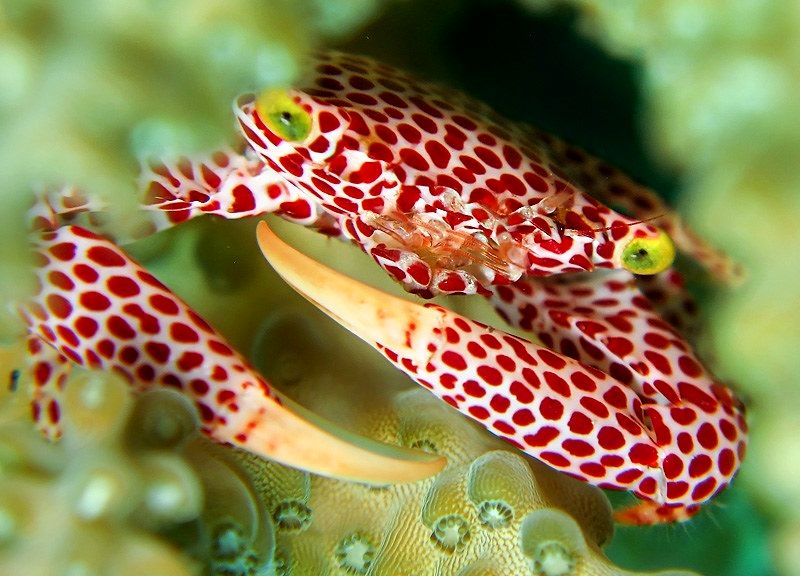 این خرچنگ برای زندگی با مرجان تکامل یافته است_طلوع شرق 11 خرچنگ