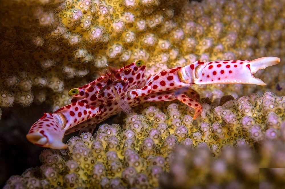 این خرچنگ برای زندگی با مرجان تکامل یافته است_طلوع شرق 10 خرچنگ