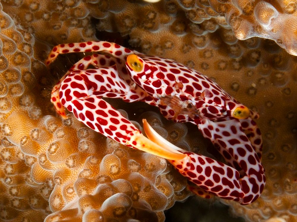 این خرچنگ برای زندگی با مرجان تکامل یافته است_طلوع شرق 13 خرچنگ