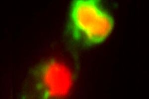 دارویی که قارچ‌ها را وادار به خودکشی می‌کند