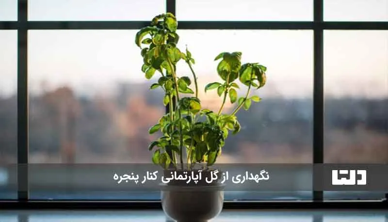 بهترین جای خانه برای رشد گیاهان کجاست؟_طلوع شرق 4 بهترین جای خانه برای رشد گل و گیاه1