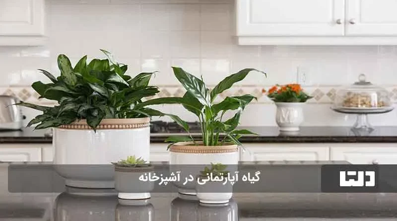 بهترین جای خانه برای رشد گل و گیاه