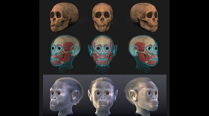 بازسازی رایانه‌ای تصویر احتمالی کودک از روی فسیل به دست آمده