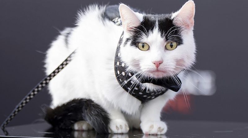 No more photos, purrlease.