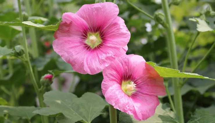 کدام رنگ گل ختمی بهتر است؟_طلوع شرق 6 گل ختمی