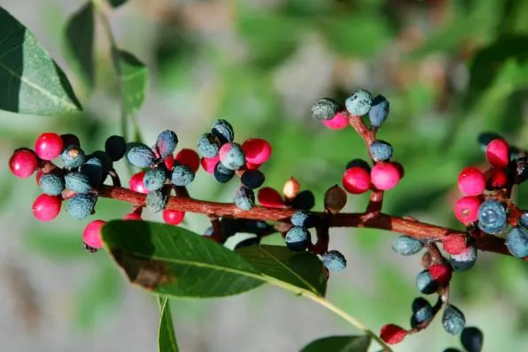 خواص روغن بنه (پسته کوهی)_طلوع شرق 2 پسته کوهی 4