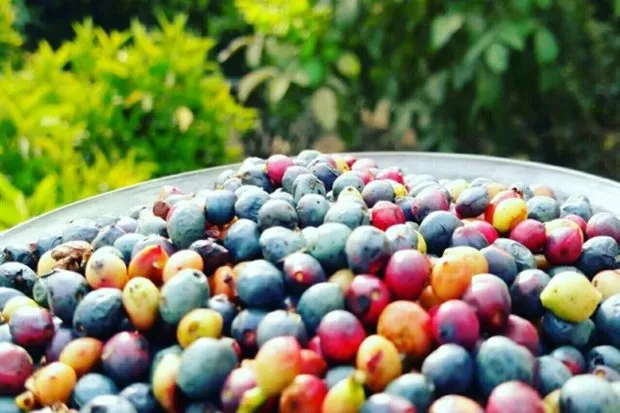 خواص روغن بنه (پسته کوهی)_طلوع شرق 3 پسته کوهی 2