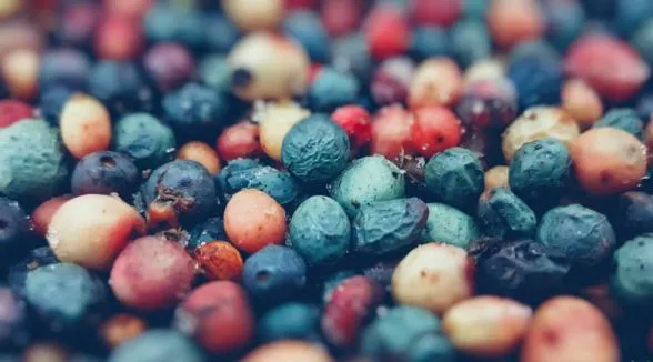 خواص روغن بنه (پسته کوهی)_طلوع شرق 10 پسته کوهی 3