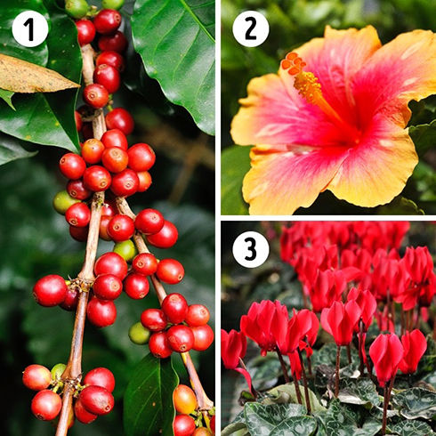 برای هر کدام از اتاق های خانه چه نوع گیاهی انتخاب کنیم؟_طلوع شرق 11 گیاه خانگی مناسب اتاق کودک