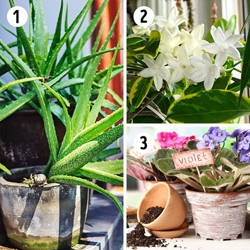 برای هر کدام از اتاق های خانه چه نوع گیاهی انتخاب کنیم؟_طلوع شرق 5 گیاه خانکی مناسب آشپزخانه