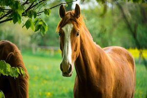 اسب‌ها می‌توانند برنامه و استراتژی داشته باشند!/ آنها باهوش‌تر از آن چیزی هستند که پیش از این تصور می‌شد