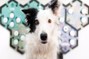 انسان‌ها می‌توانند با استفاده از دکمه‌های صوتی با سگ‌ها ارتباط برقرار کنند