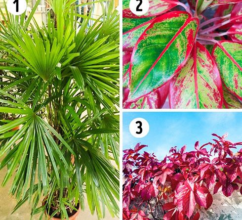 گیاه خانگی مناسب حمام