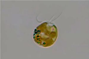 بزرگترین پروتئین طبیعت کشف شد