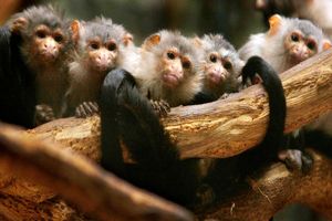 گونه‌ای از میمون‌ها همدیگر را نام‌گذاری می‌کنند و یکدیگر را با اسم صدا می‌زنند