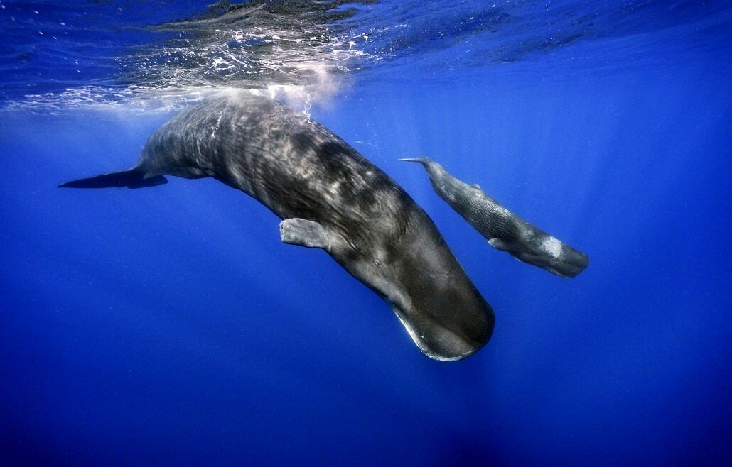 سخن زدن با حیوانات ممکن شد_طلوع شرق 10 حرف زدن با حیوانات ممکن شد