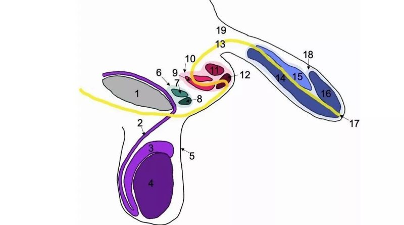 پیدا شدن مردی با سه آلت تناسلی/ پزشکان انگلیسی چه می‌گویند؟
